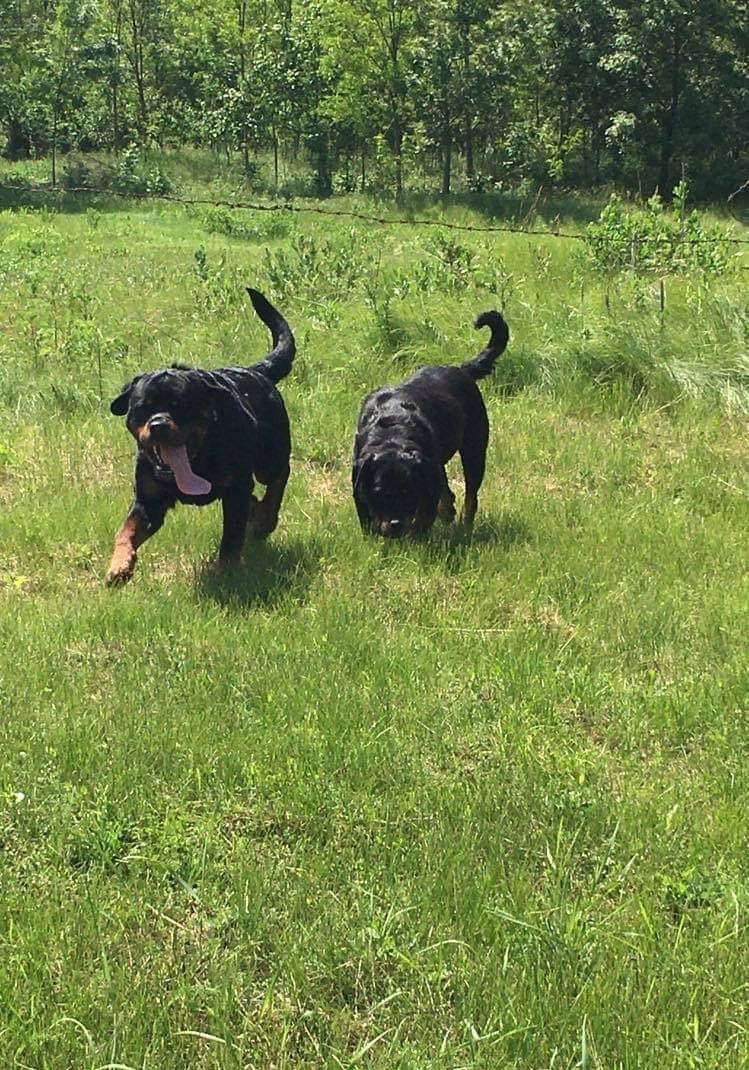 Rottweiler