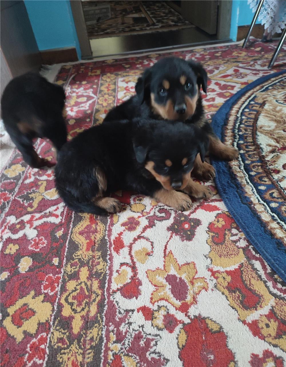 Rottweiler