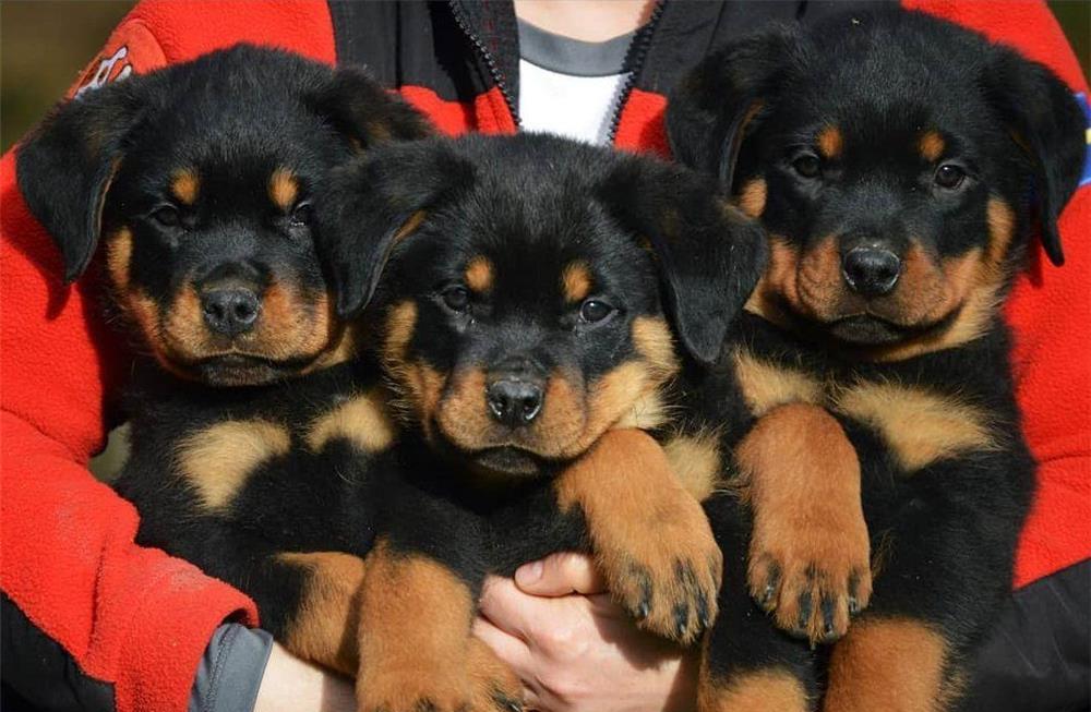 Rottweiler - factura fiscala - siguranta achizitiei - predare personala