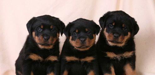 Rottweiler - factura fiscala - siguranta achizitiei - predare personala