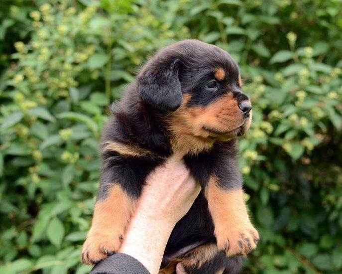 Rottweiler - factura fiscala - siguranta achizitiei - predare personala