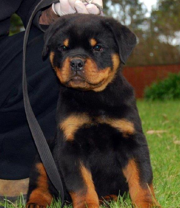 Rottweiler - Livrare la nivel national