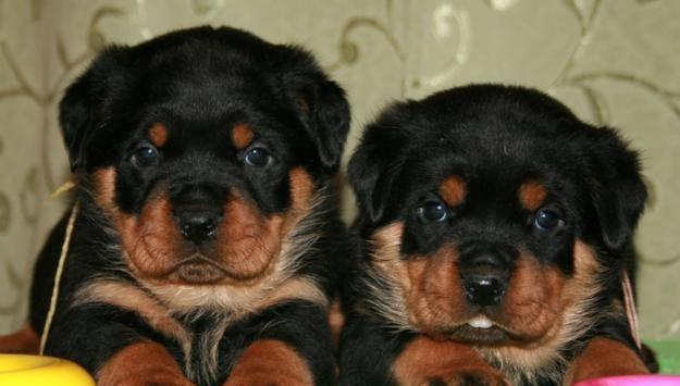 Rottweiler - Livrare la nivel national