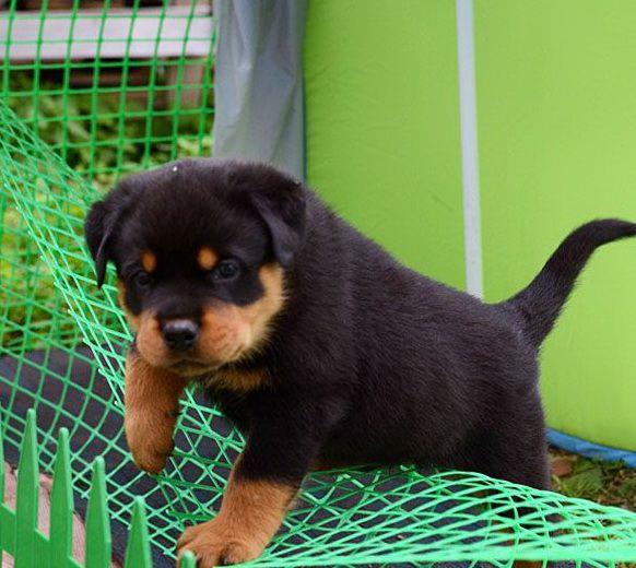 Rottweiler - Livrare la nivel national