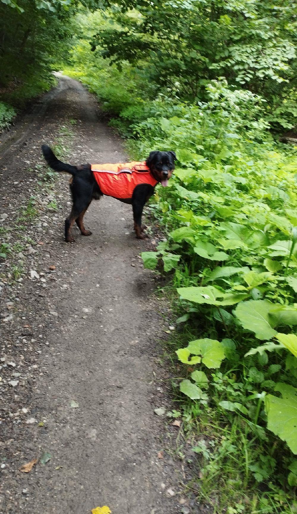 Rottweiler mascul pază sau vânătoare