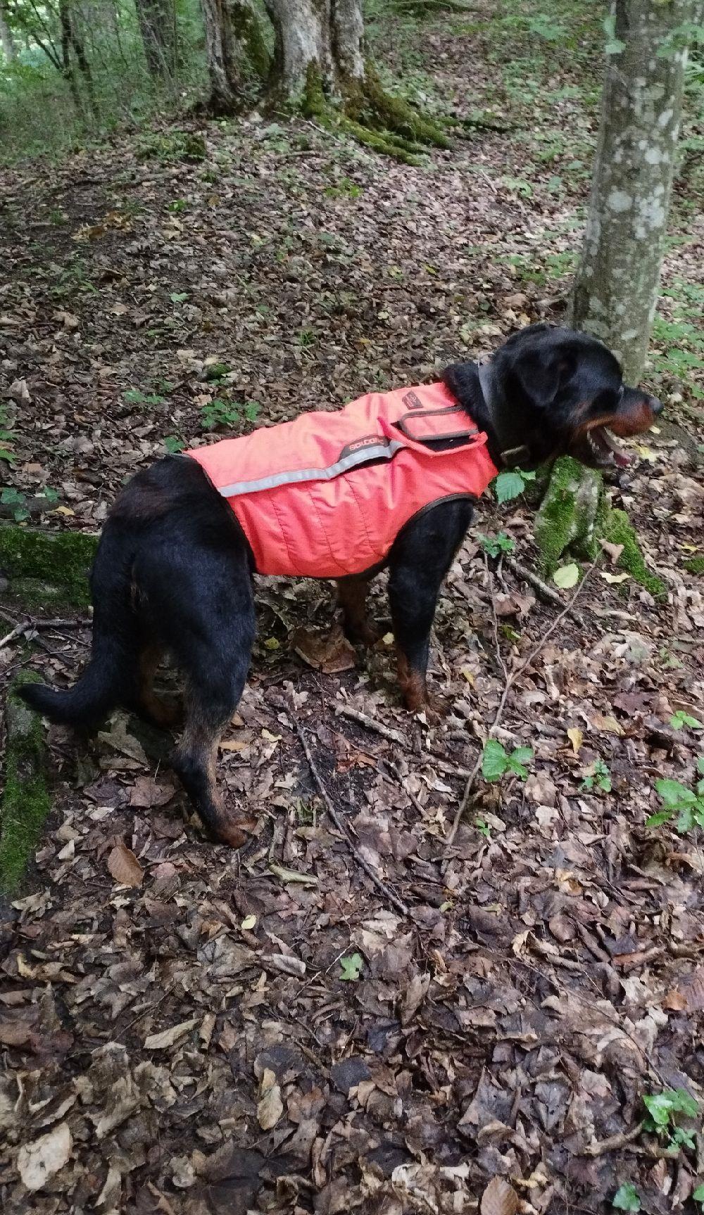 Rottweiler mascul pază sau vânătoare