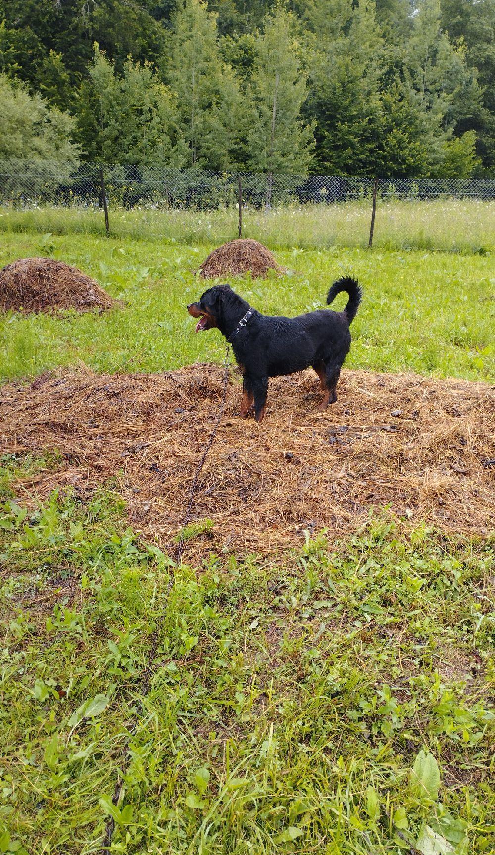 Rottweiler mascul pază sau vânătoare