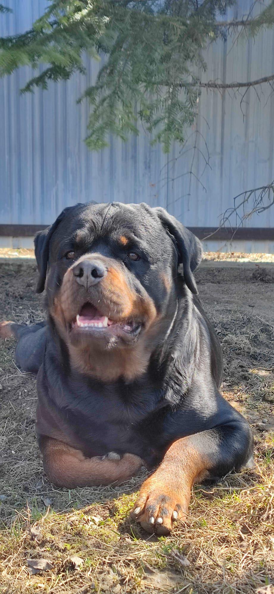 Rottweiler pentru monta