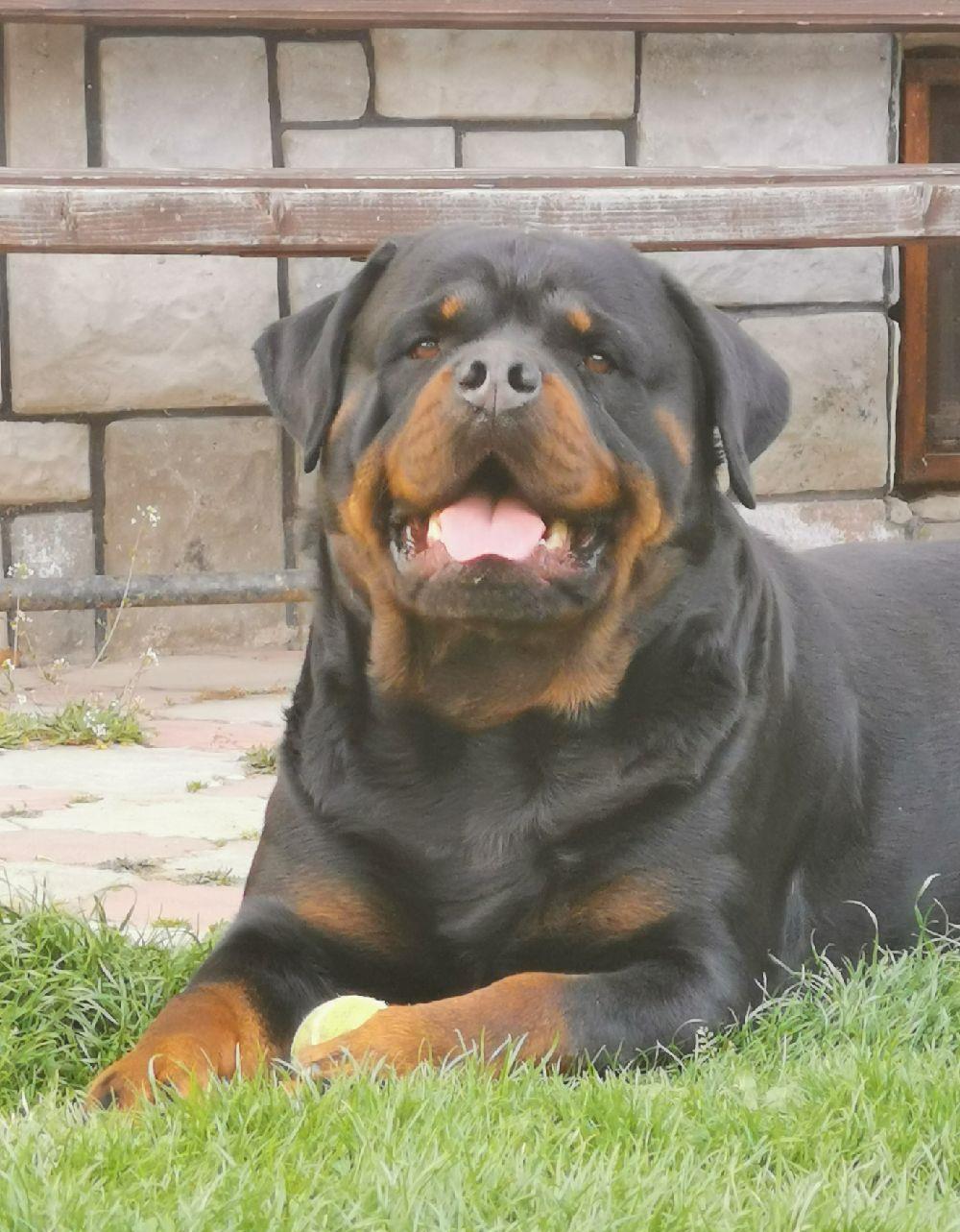 Rottweiler pentru monta
