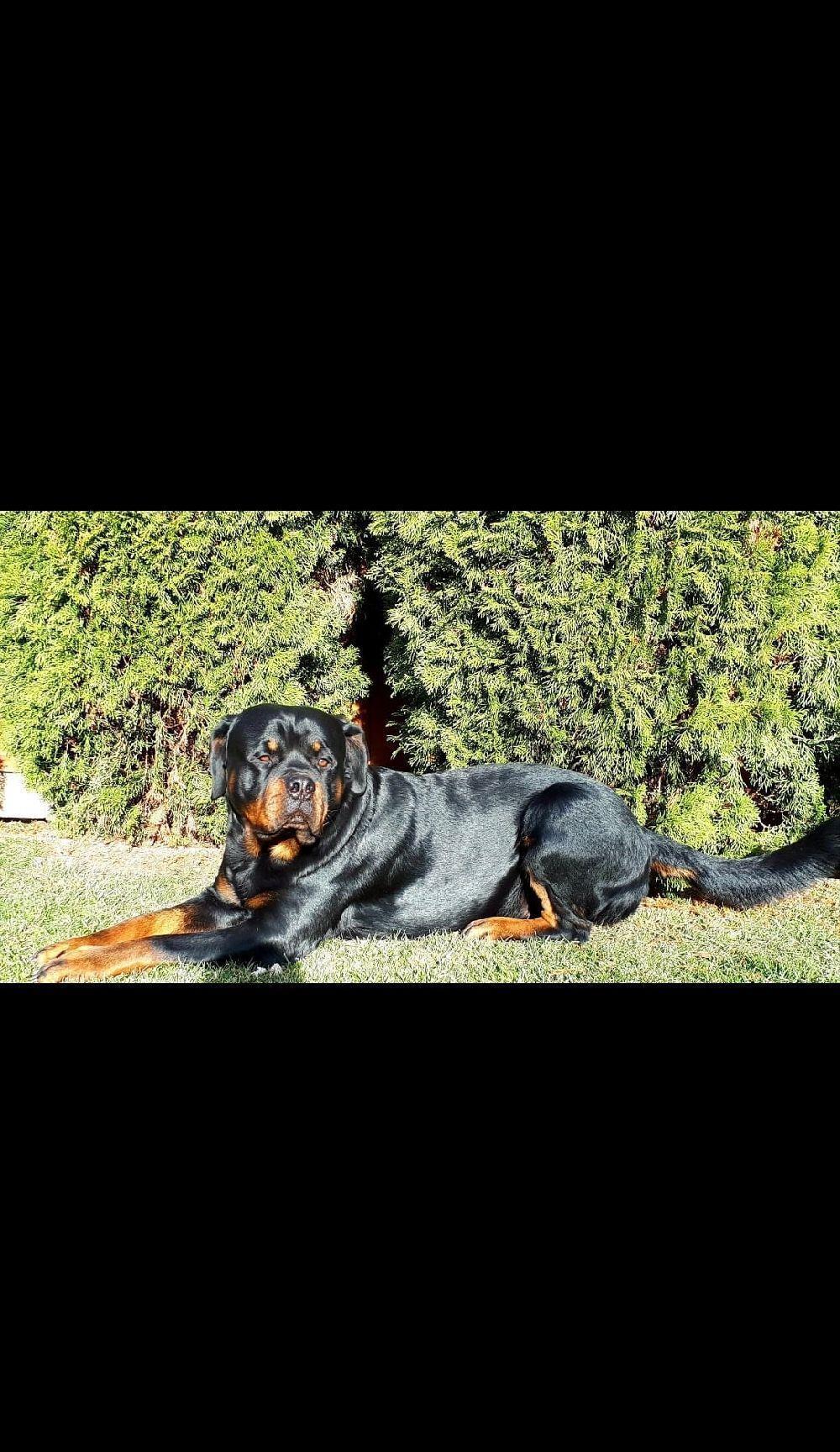 Rottweiler pentru monta
