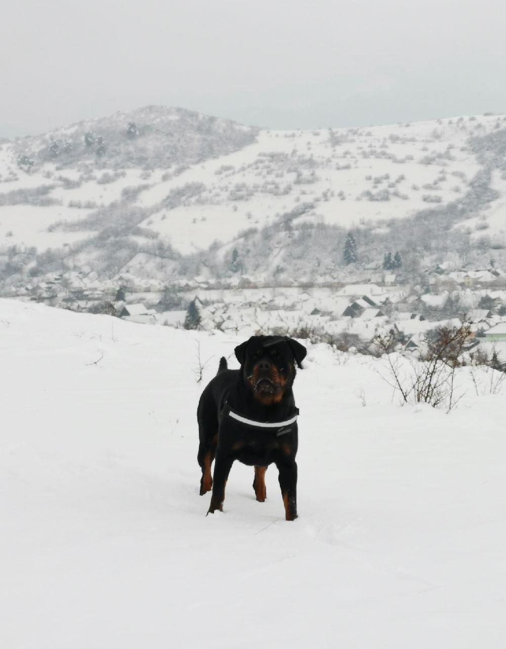 Rottweiler pentru monta