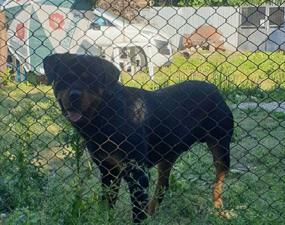 Rottweiler ptr monta