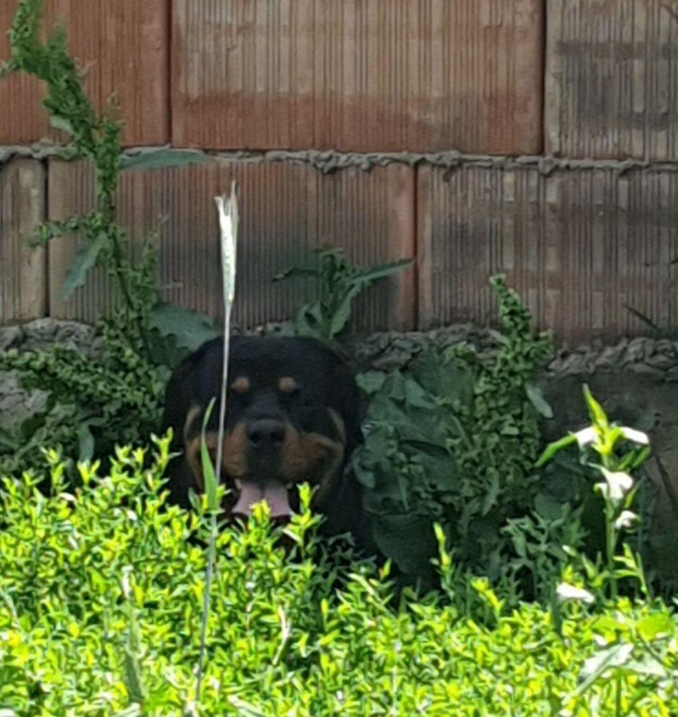 Rottweiler ptr monta