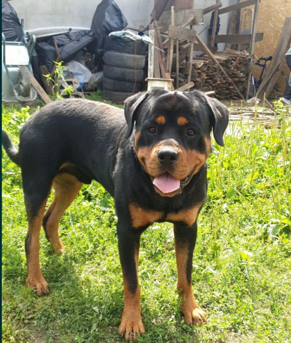 Rottweiler ptr monta