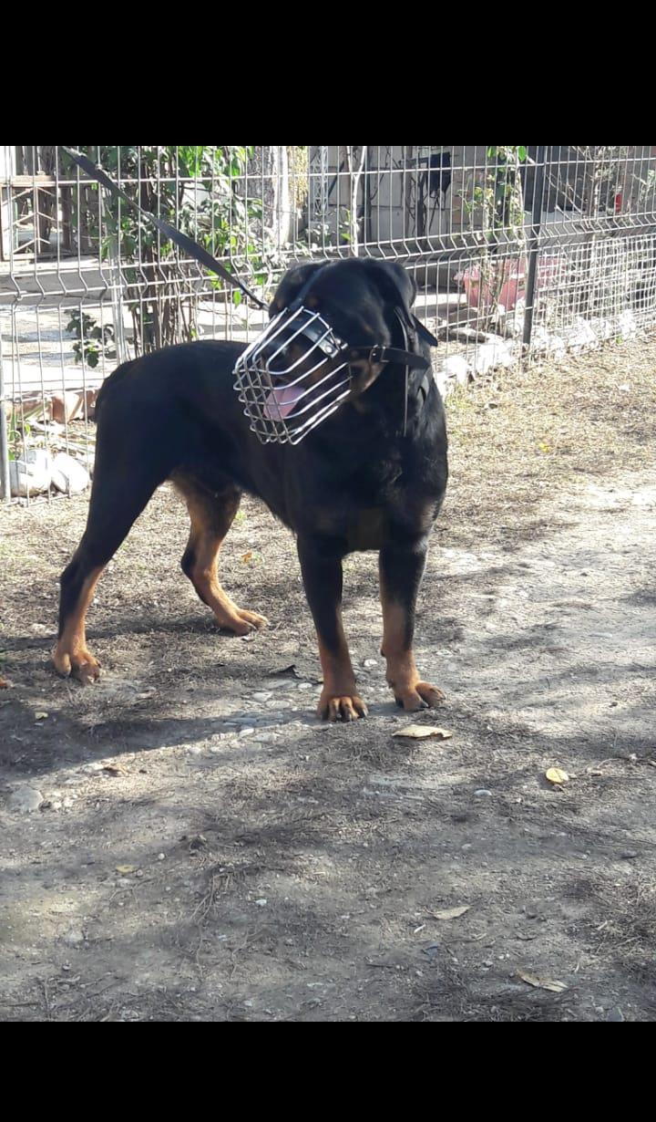 Rotweiler pentru monta