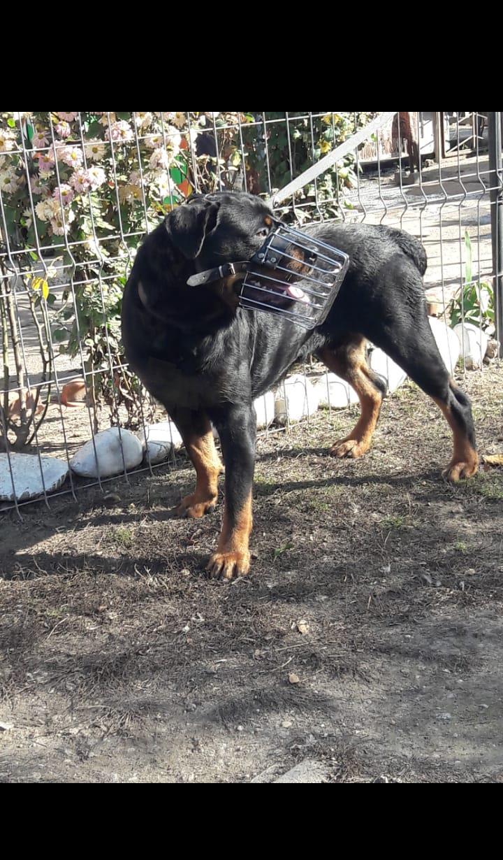 Rotweiler pentru monta