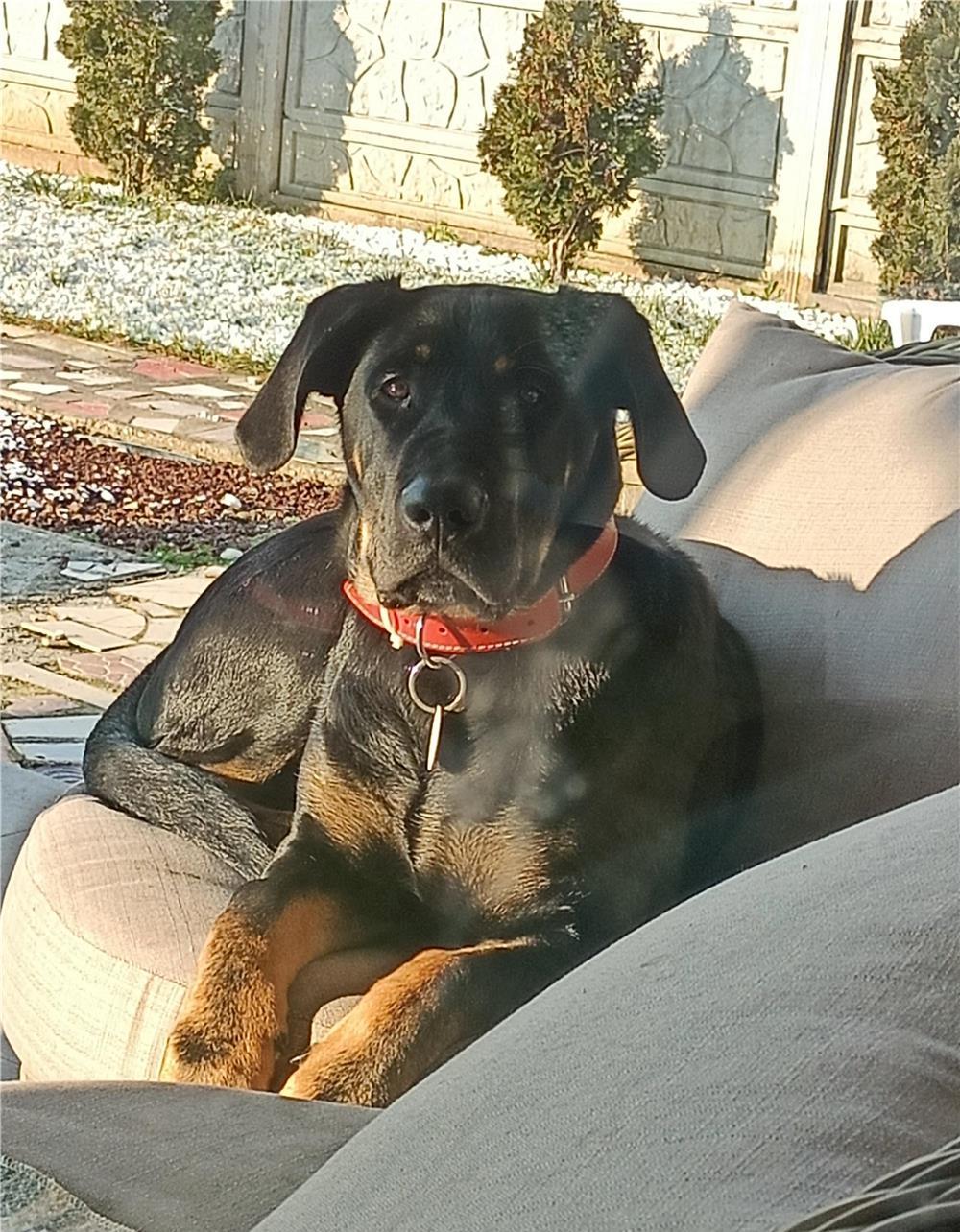 SANT MAX ,AM 1 AN SI CAUT O PRIETENA...MAMA MEA E ROTWAILER SI TATA CIOBANESC GERMAN