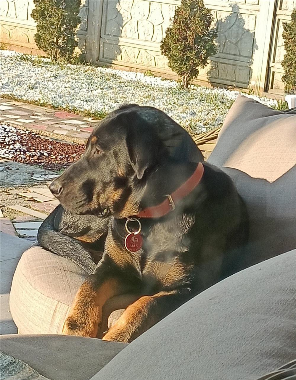 SANT MAX ,AM 2 ANI SI CAUT O PRIETENA...MAMA MEA E ROTWAILER SI TATA CIOBANESC GERMAN
