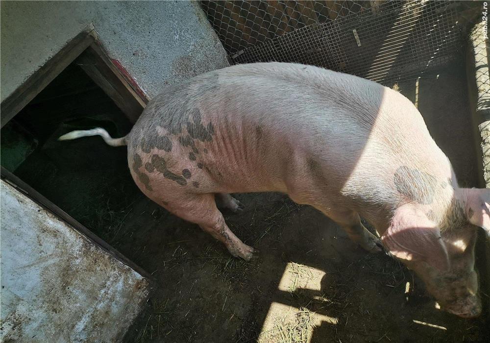 Sceofita de 150 de kg