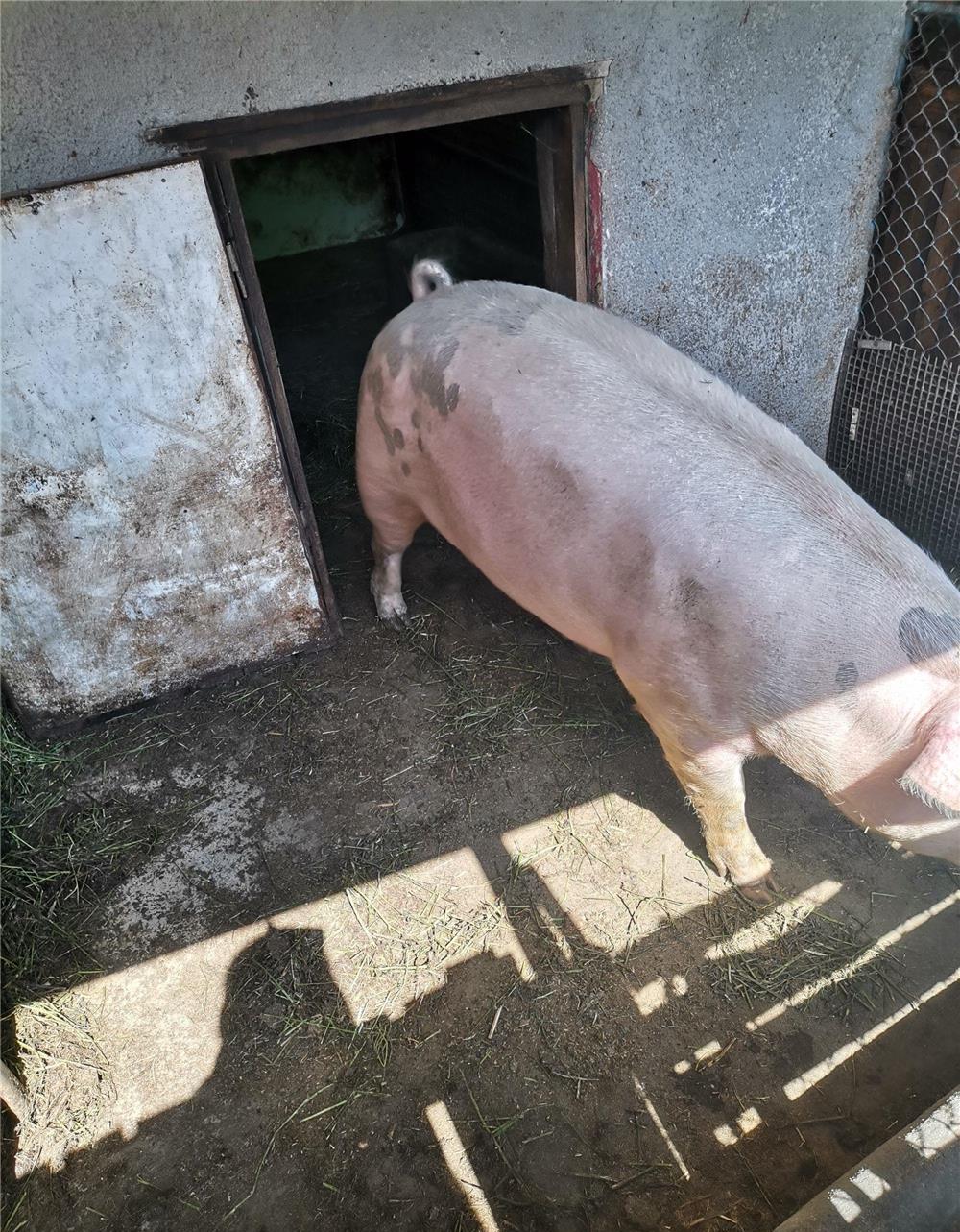 Sceofita de 150 de kg