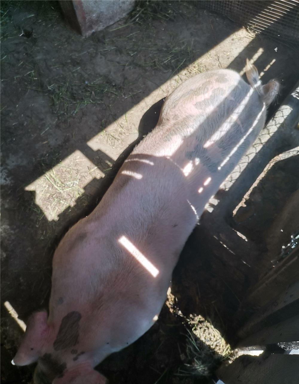 Sceofita de 150 de kg