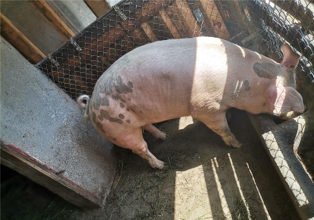 Sceofita de 150 de kg