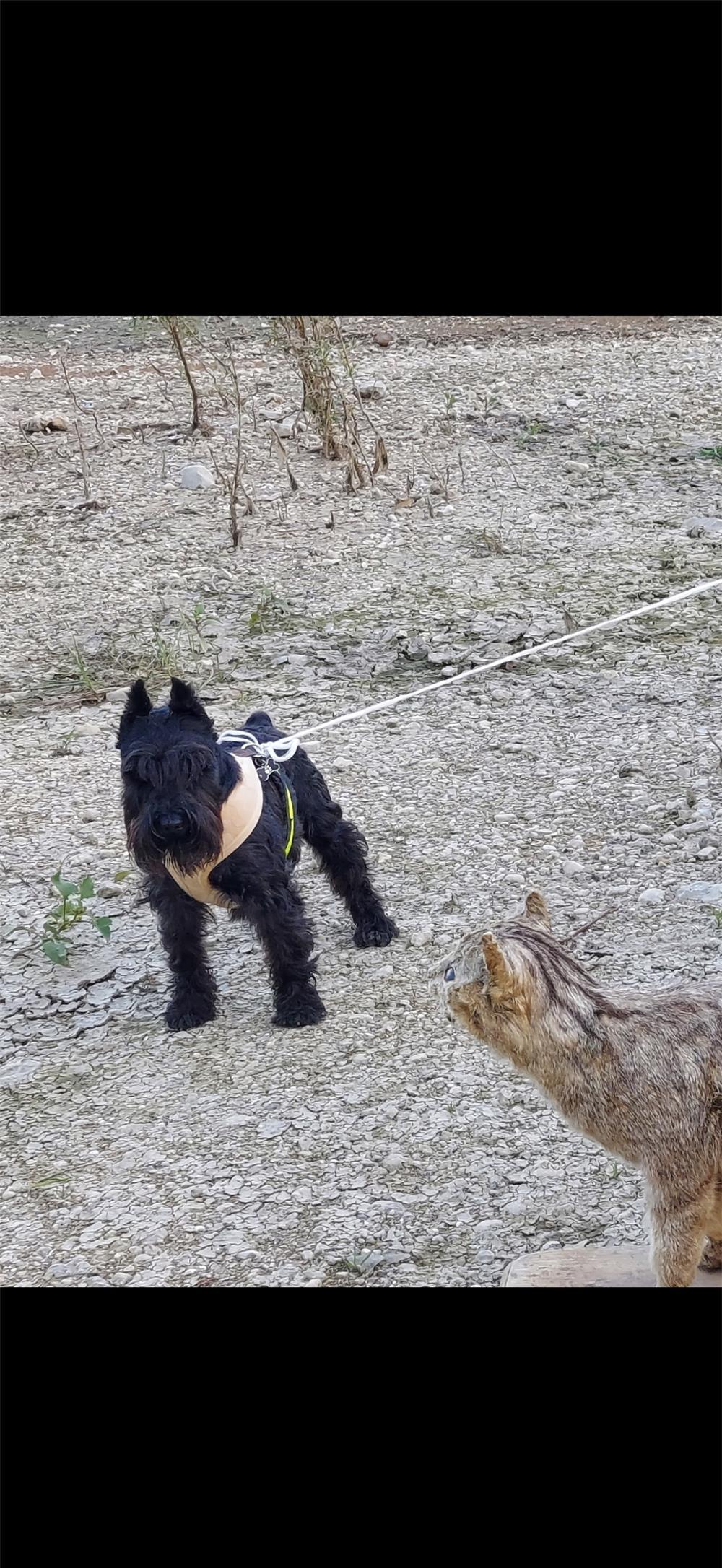Schanuzer pitic negru pentru montă