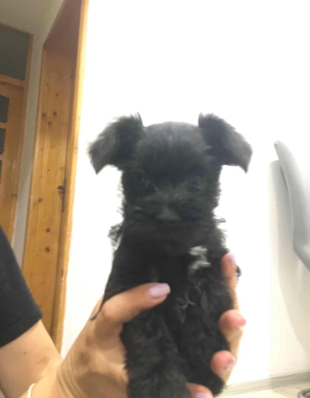 schnautzer pitic