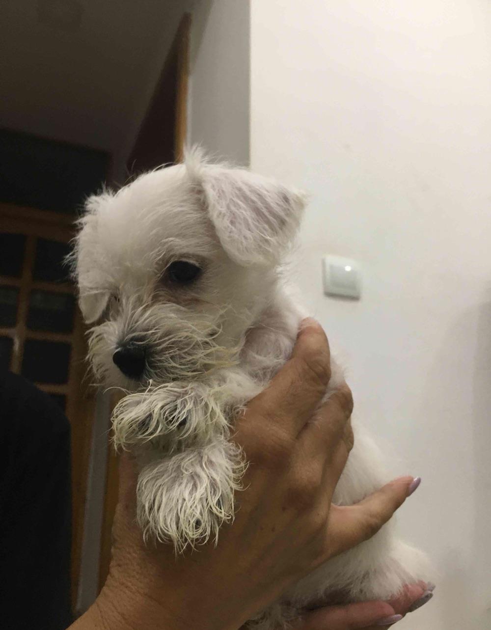 schnautzer pitic