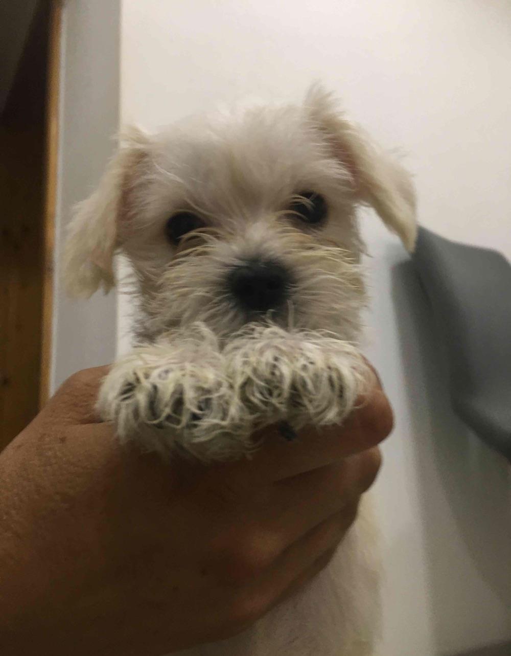 schnautzer pitic