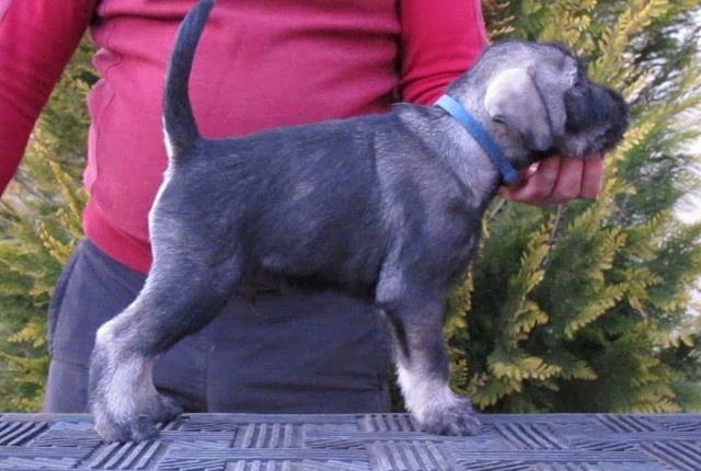 Schnauzer