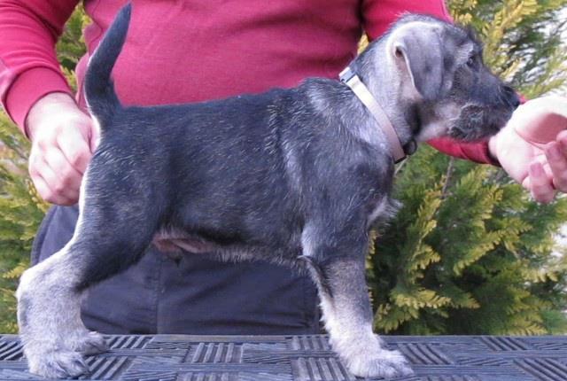 Schnauzer