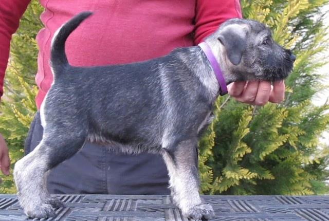 Schnauzer