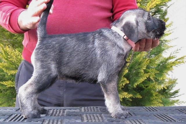 Schnauzer