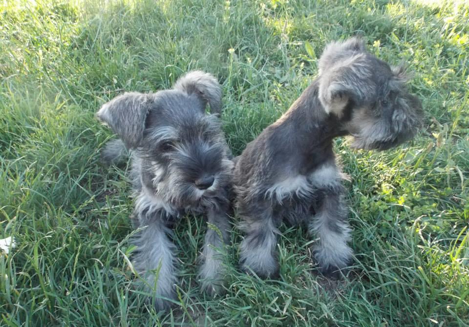 Schnauzer Pitic de calitate, genetic pur, parinti expo, factură fiscală