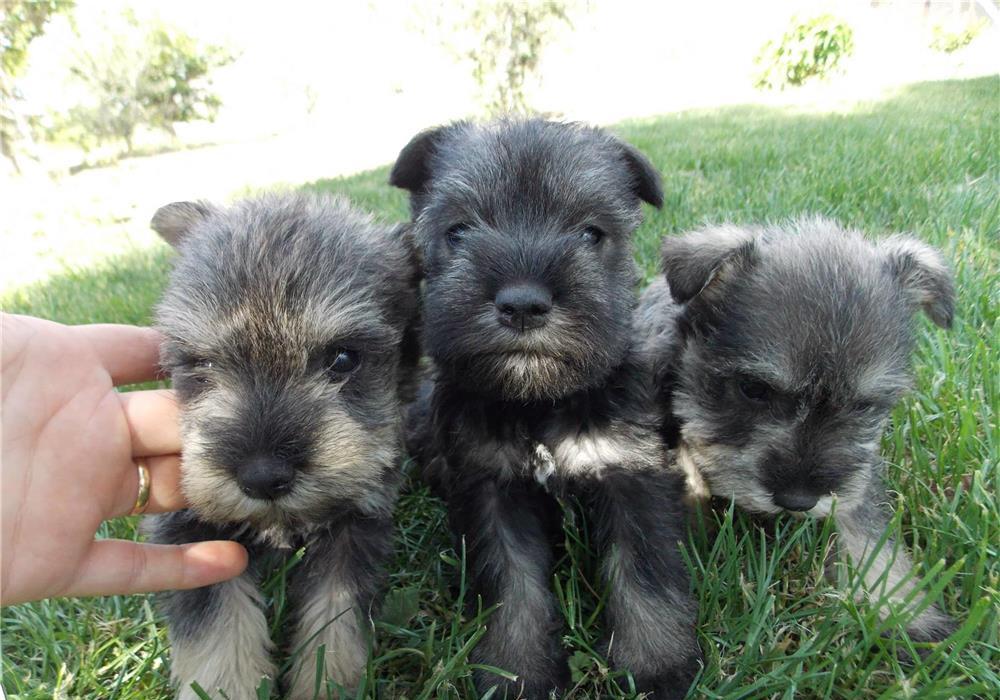 Schnauzer Pitic de calitate, genetic pur, parinti expo, factură fiscală