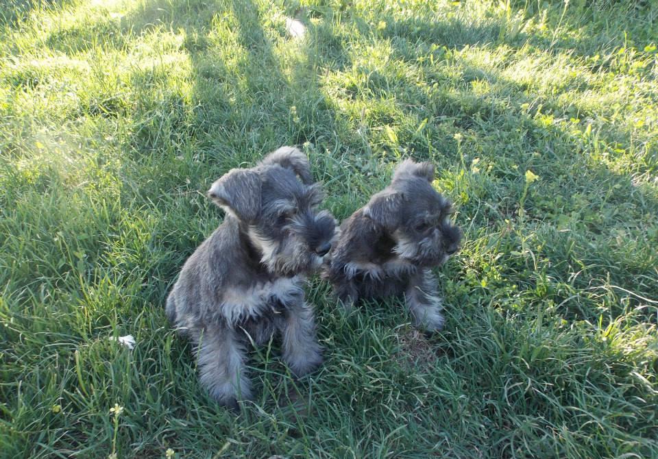 Schnauzer Pitic de calitate, genetic pur, parinti expo, factură fiscală