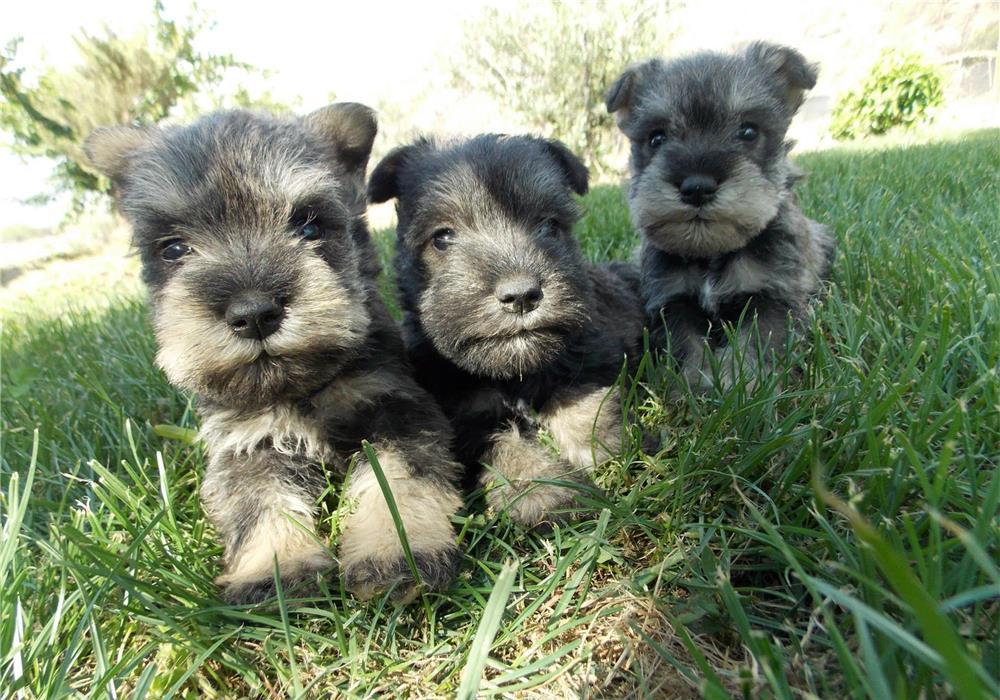Schnauzer Pitic de calitate, genetic pur, parinti expo, factură fiscală