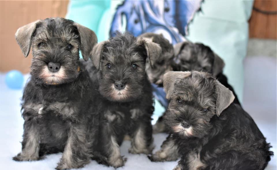Schnauzer Pitic de elita - Factura, Garantie, Transport la nivel national