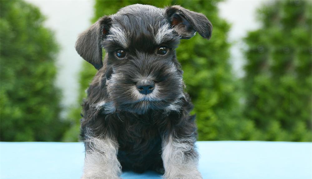 Schnauzer Pitic de elita - Factura, Garantie, Transport la nivel national