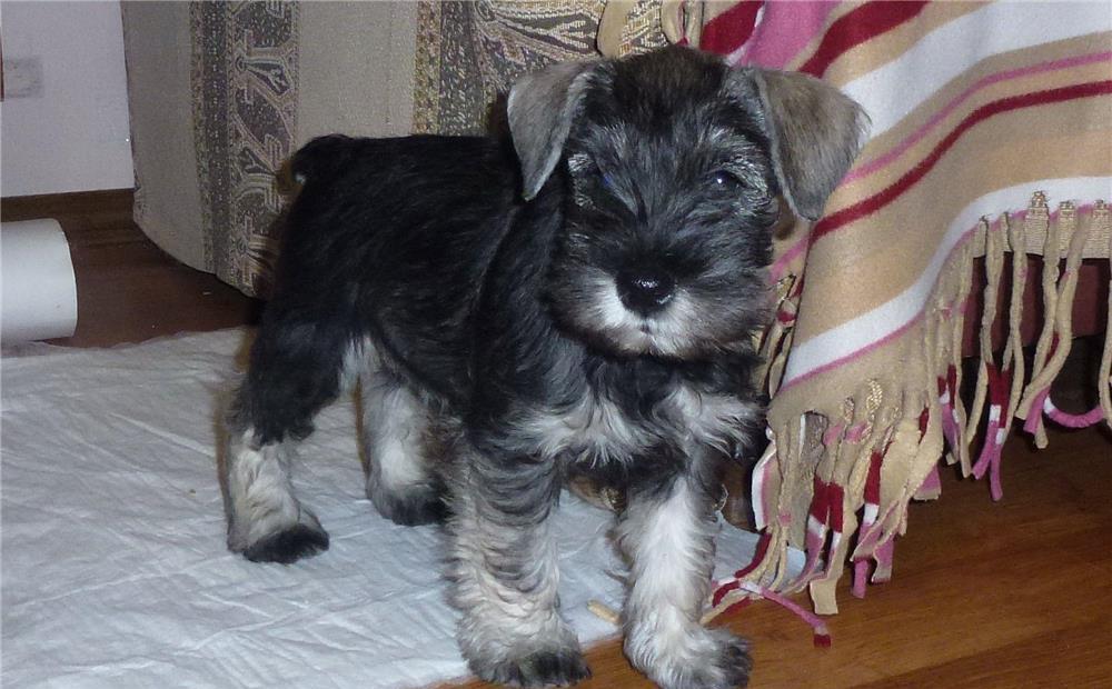 Schnauzer Pitic de elita - Factura, Garantie, Transport la nivel national