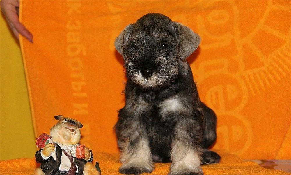 Schnauzer Pitic de elita - Factura, Garantie, Transport la nivel national