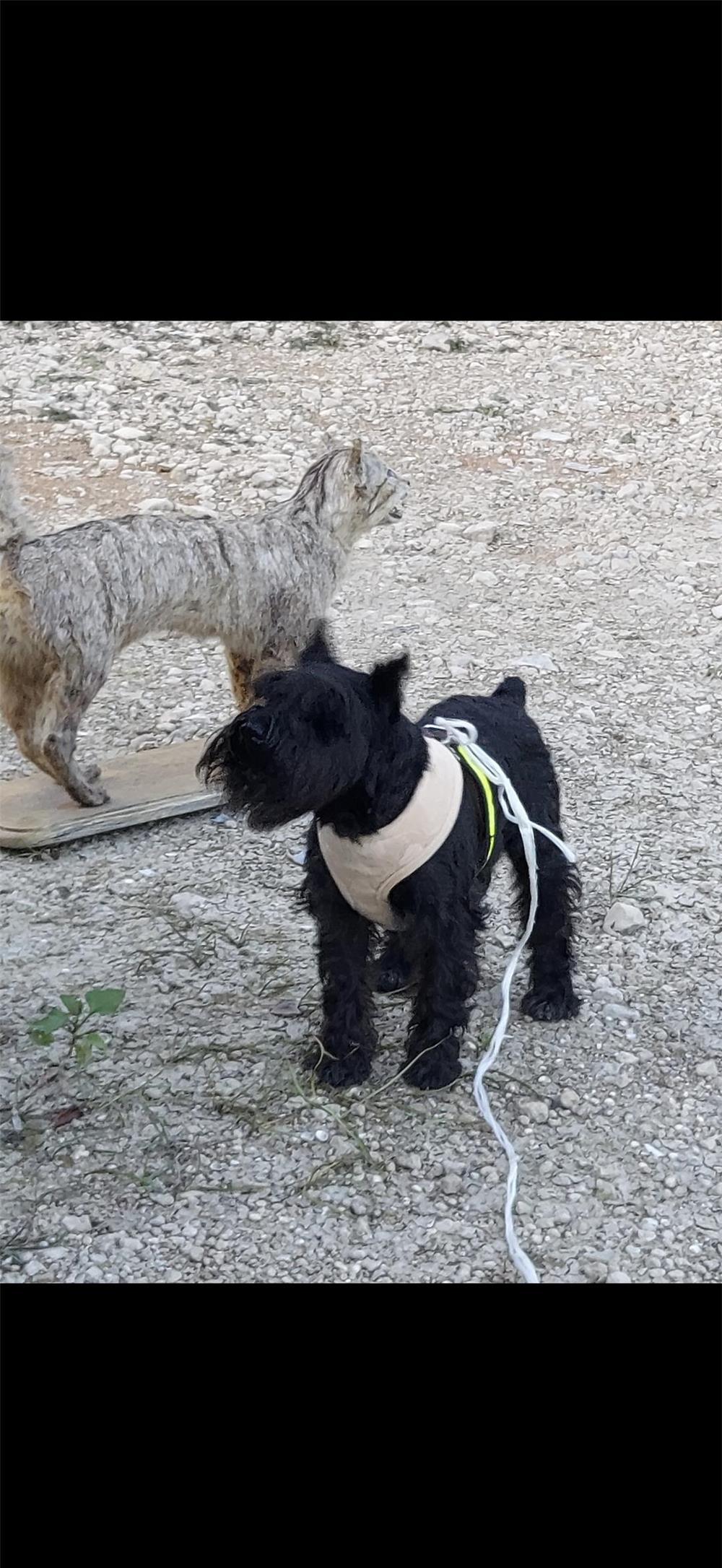 Schnauzer pitic negru pentru montă