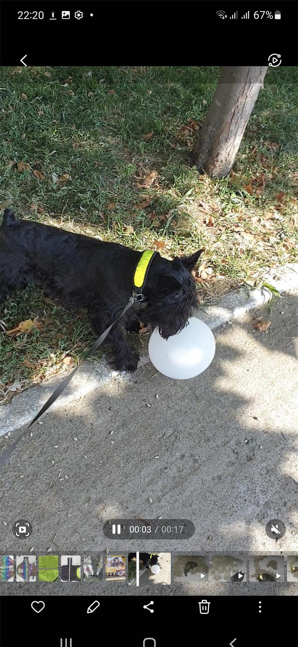 Schnauzer pitic negru pentru montă