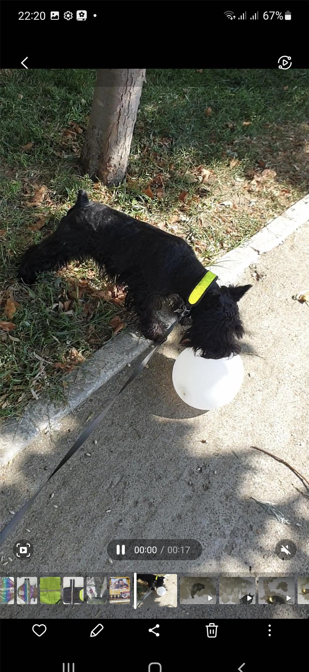 Schnauzer pitic negru pentru montă