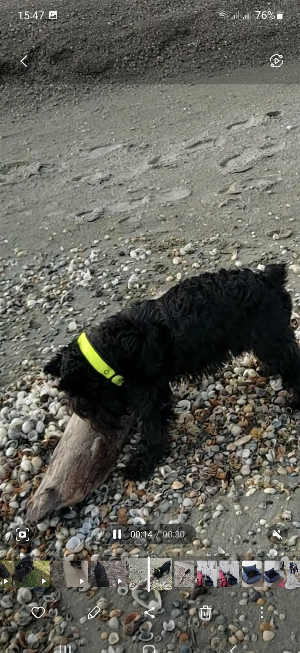 Schnauzer pitic negru pentru montă