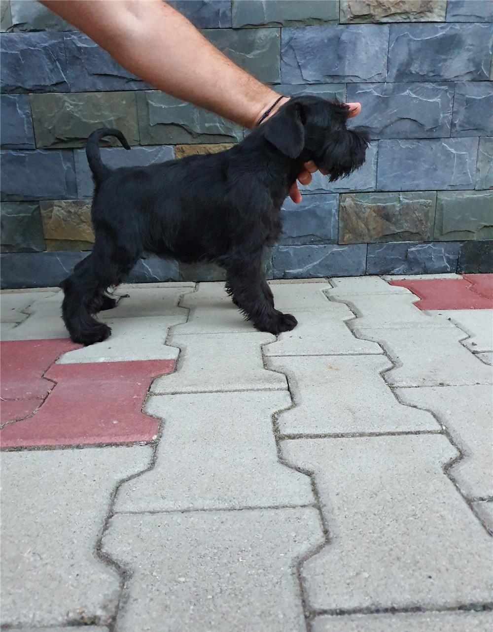 Schnauzer pitic (pedigree)