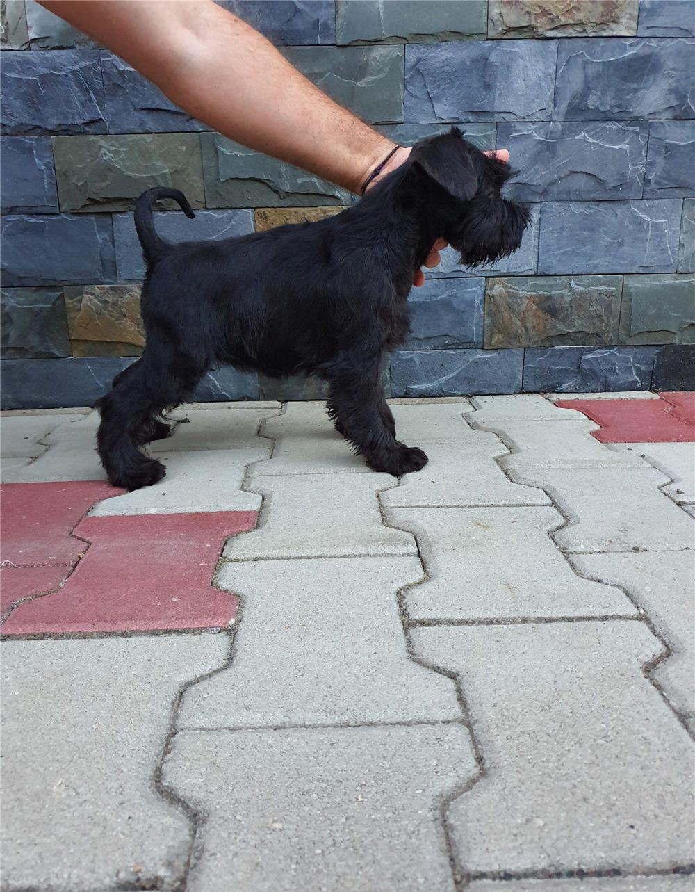 Schnauzer pitic (pedigree)