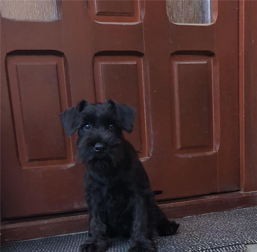 Schnauzer pitic (pedigree)