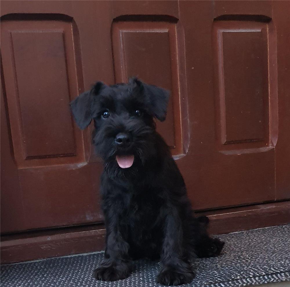 Schnauzer pitic (pedigree)